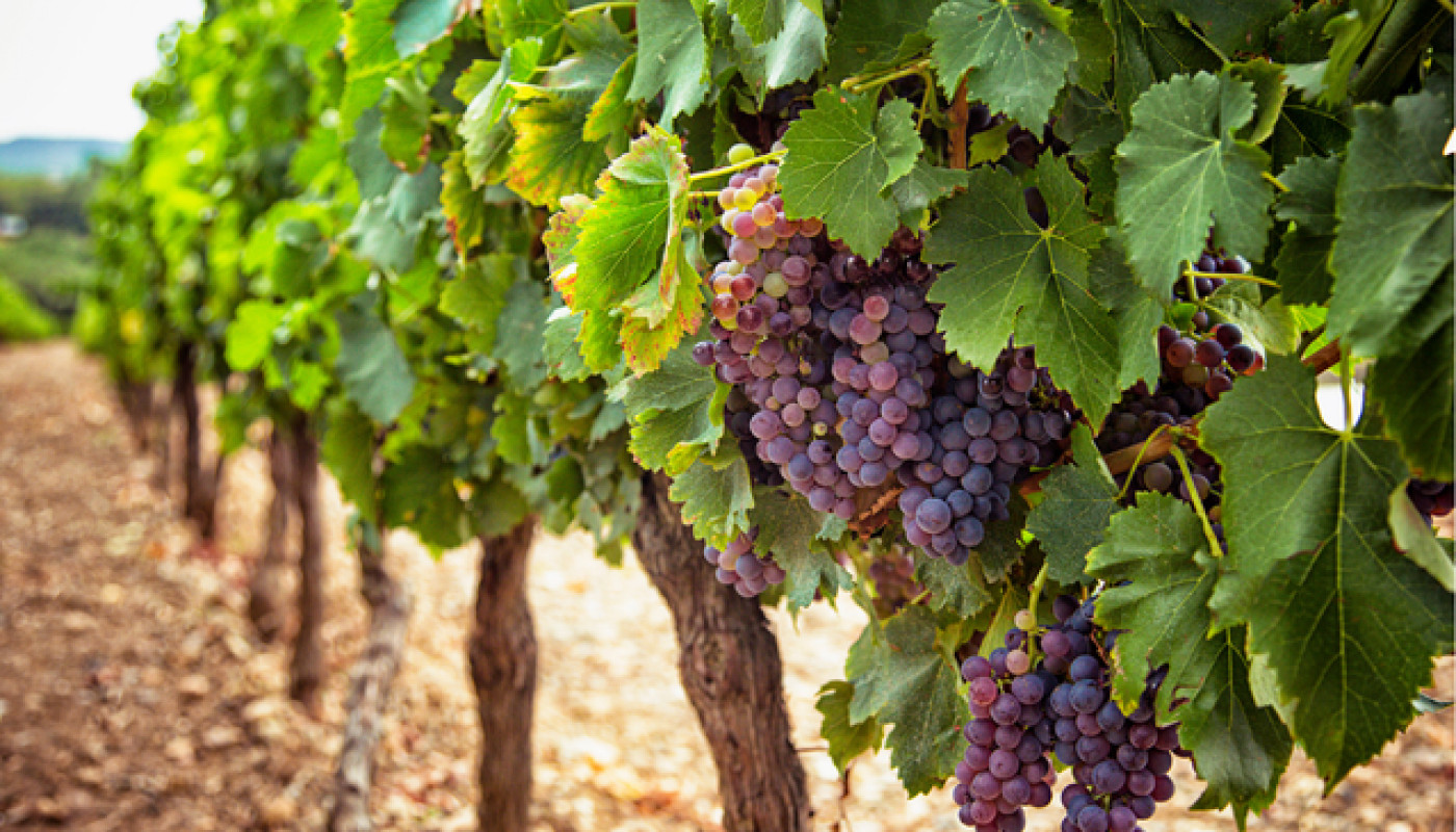 Le Château Labastide Orliac, un domaine viticole à ne pas louper près de Toulouse !